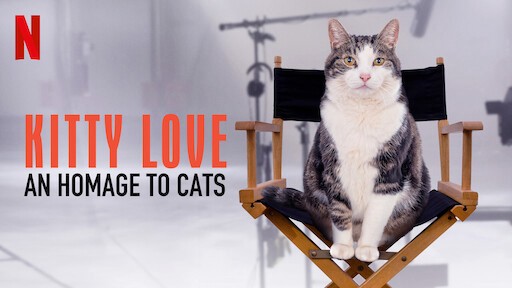 Kitty Love: Mèo cưng nhà mình